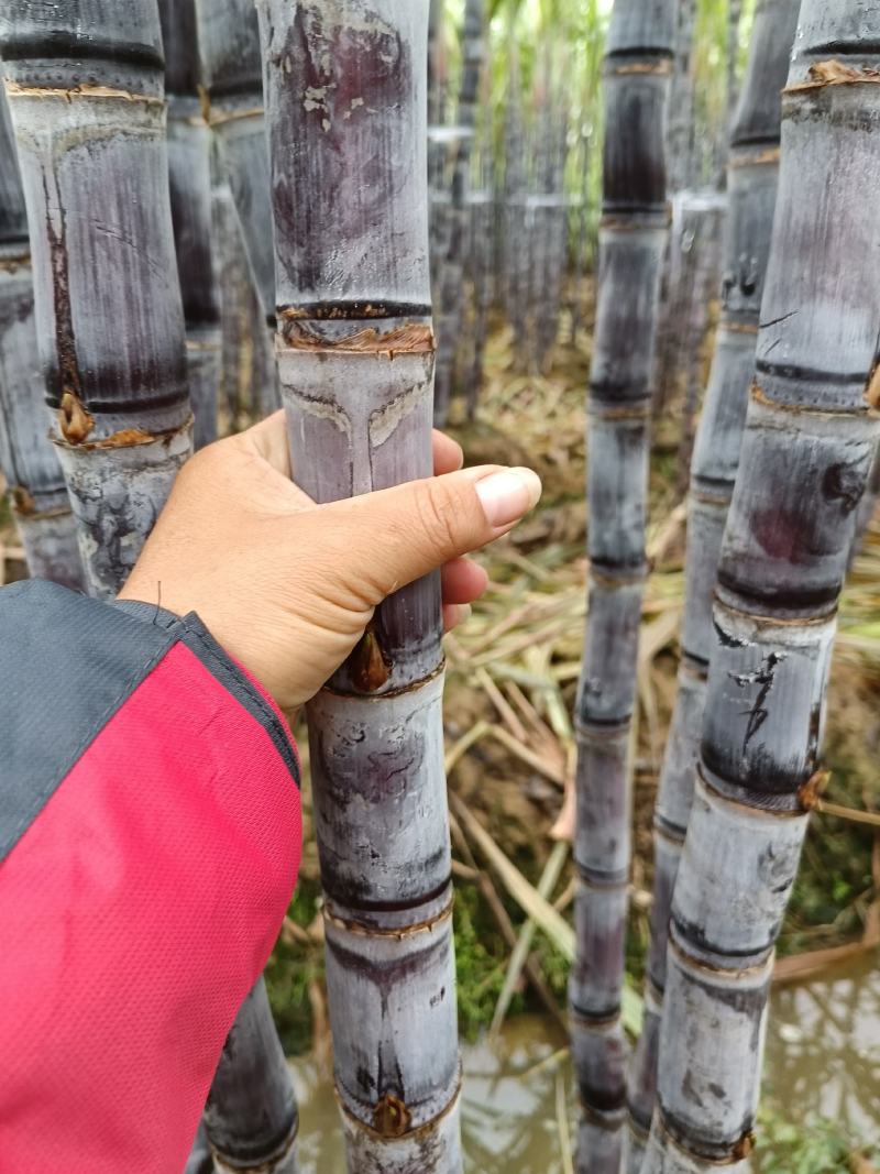 精品黑皮果，清甜脆口水分足，量大价格实惠