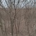 皂角树
