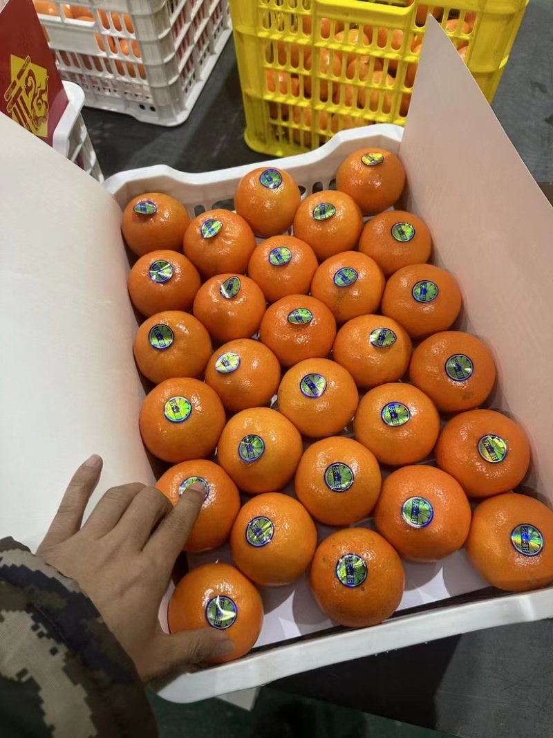 【云南宾川沃柑】规格齐全欢迎电商市场对接全国发货