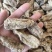 昭通天麻昭通乌天麻20个乌天麻足干味浓