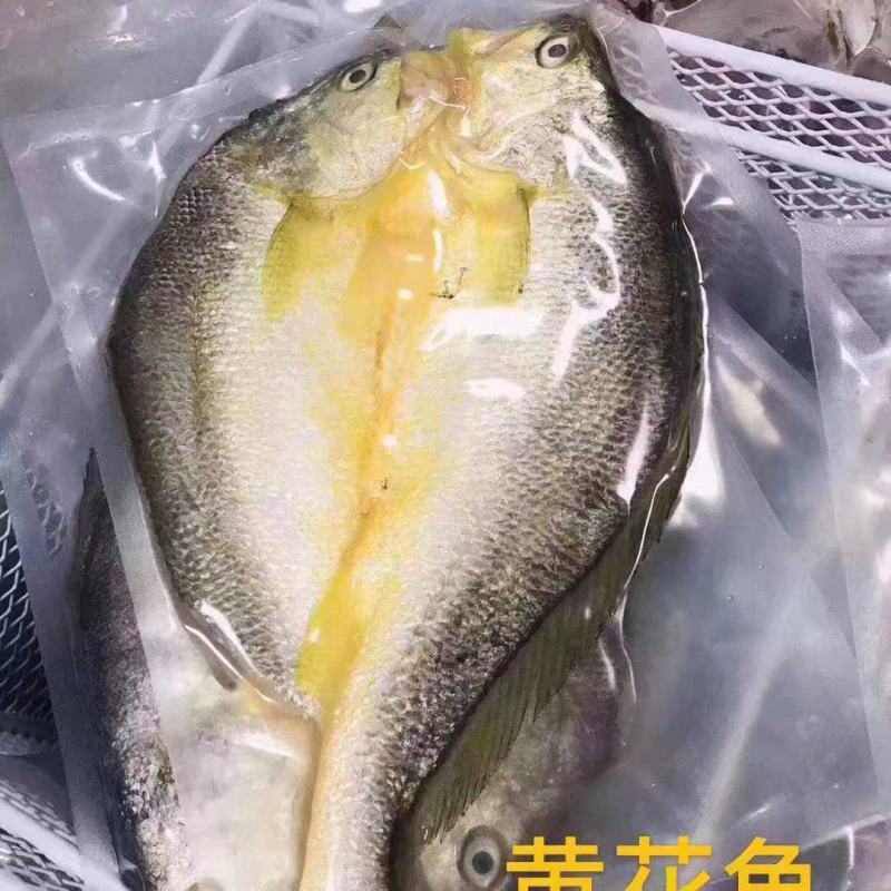 湛江一夜埕黄花鱼，约450克/条