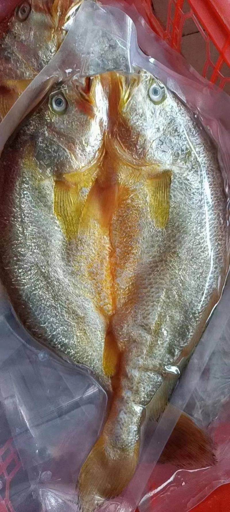 湛江一夜埕黄花鱼，约450克/条