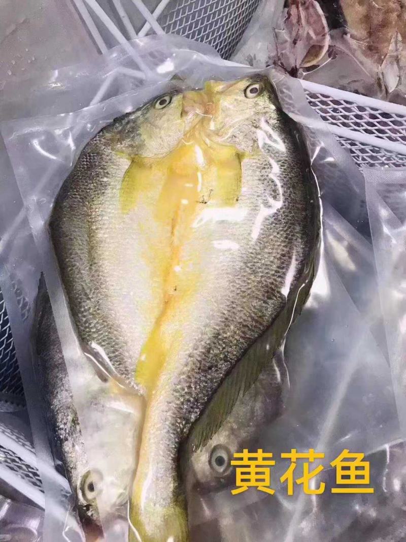 湛江一夜埕黄花鱼，约450克/条