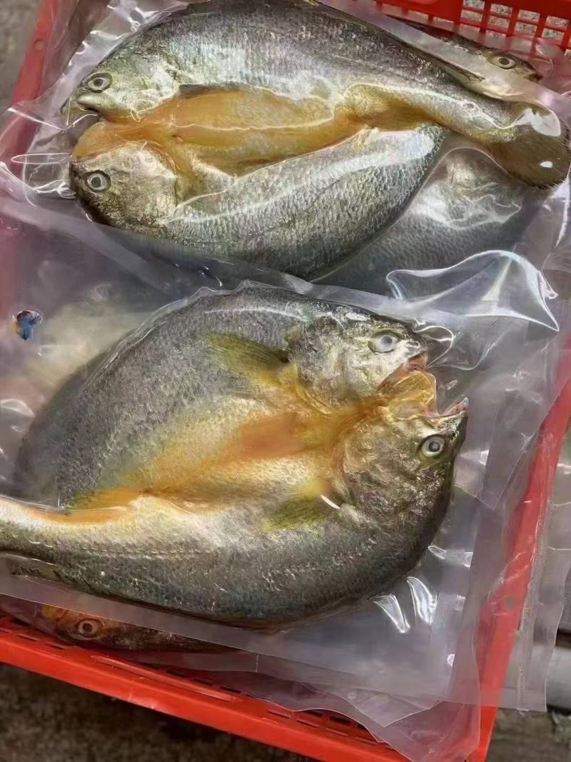 湛江一夜埕黄花鱼，约450克/条