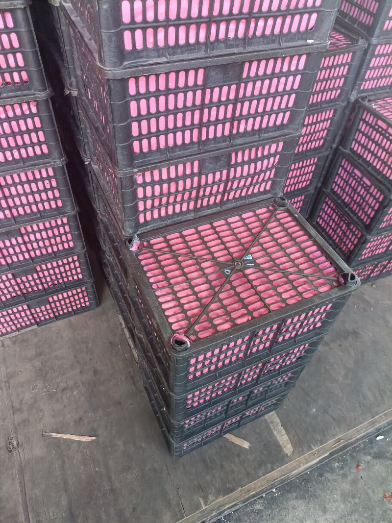 【圣女果】元谋釜山88圣女果常年供应品质保证量大从优
