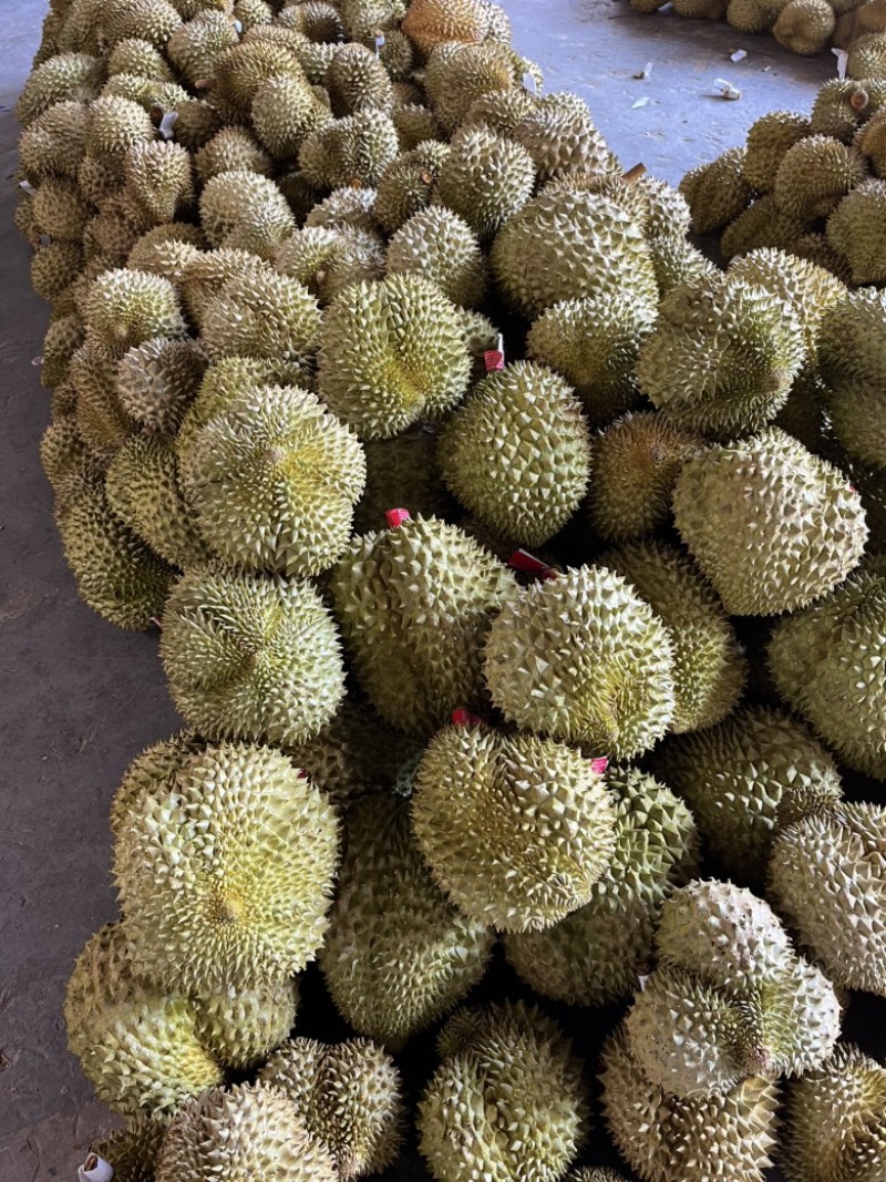 一手货源泰国金枕头榴莲【品质保证】一件代发电商平台