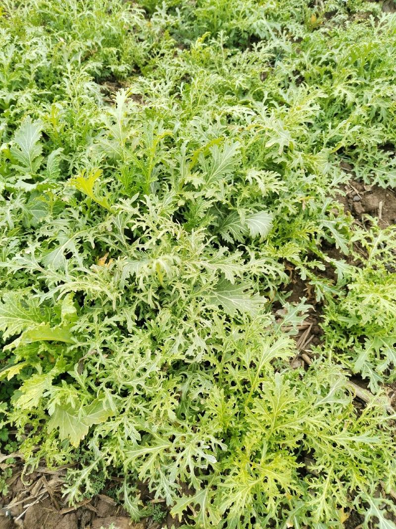 雪里蕻腊菜