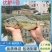 渔场直供抗病鲈鱼苗供应加州鲈鱼苗工厂化养殖鲈鱼苗技术指导