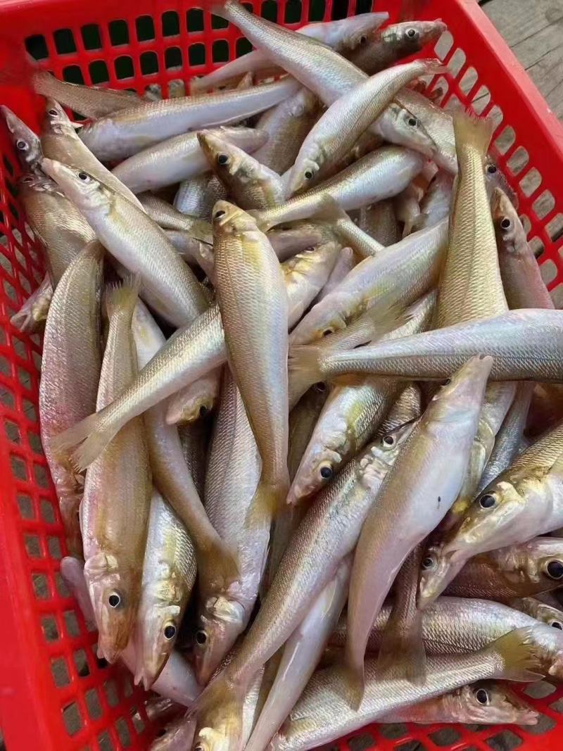 沙丁鱼、沙尖鱼、沙锥鱼