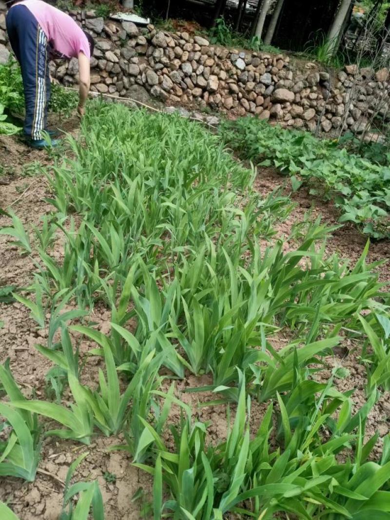 射干苗野生货，药材射干苗常年供应，2年以上苗