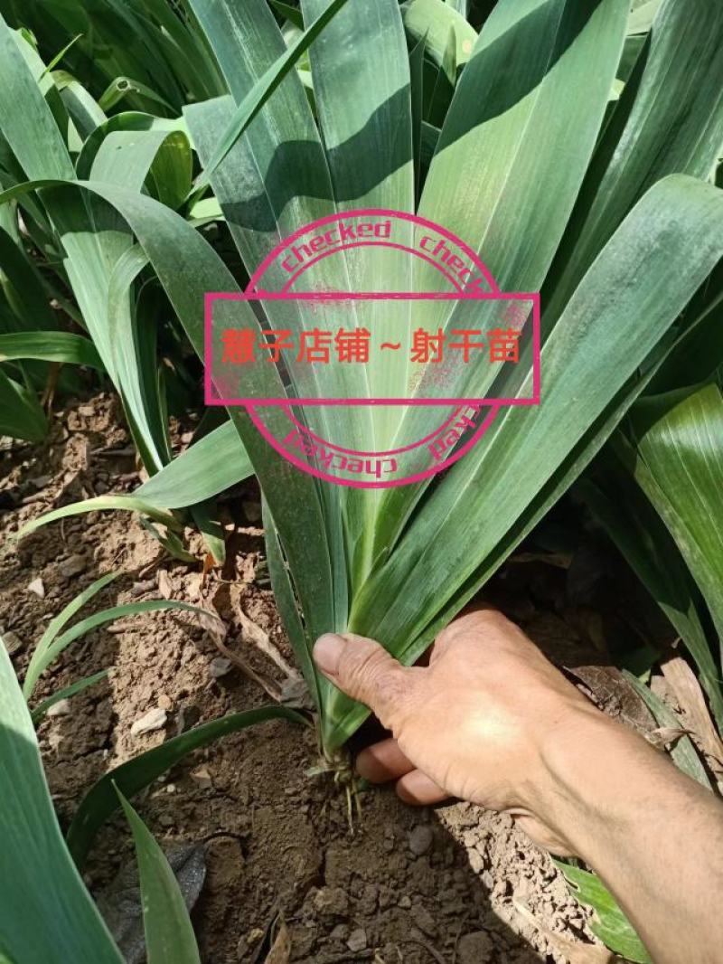 射干苗野生货，药材射干苗常年供应，2年以上苗