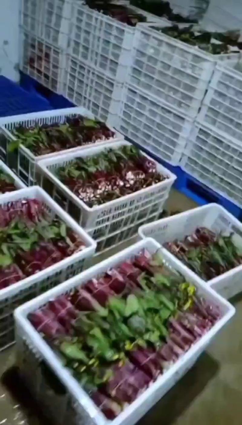 湖北红菜苔，白菜苔，红菜心，粗红菜苔质量非常不错！