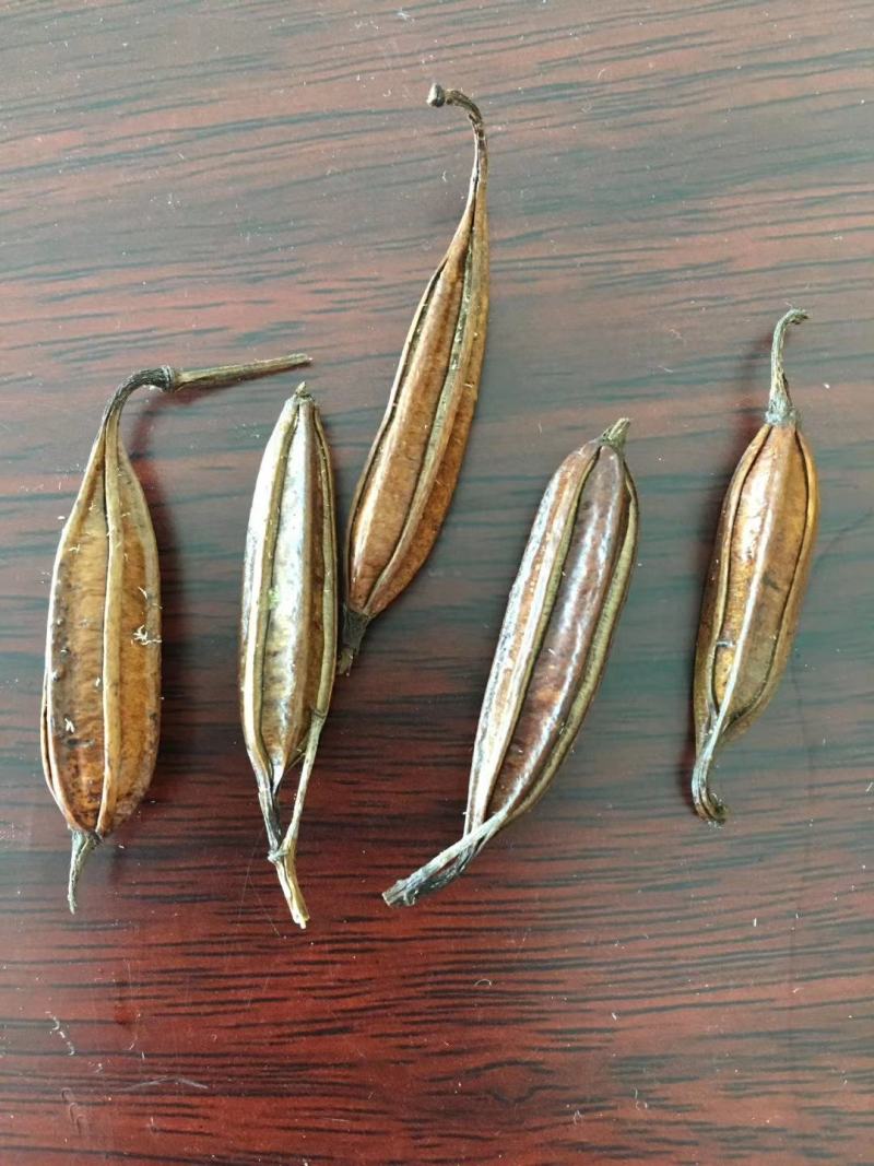 纯紫花三叉白芨粉末状季节性采摘提前定