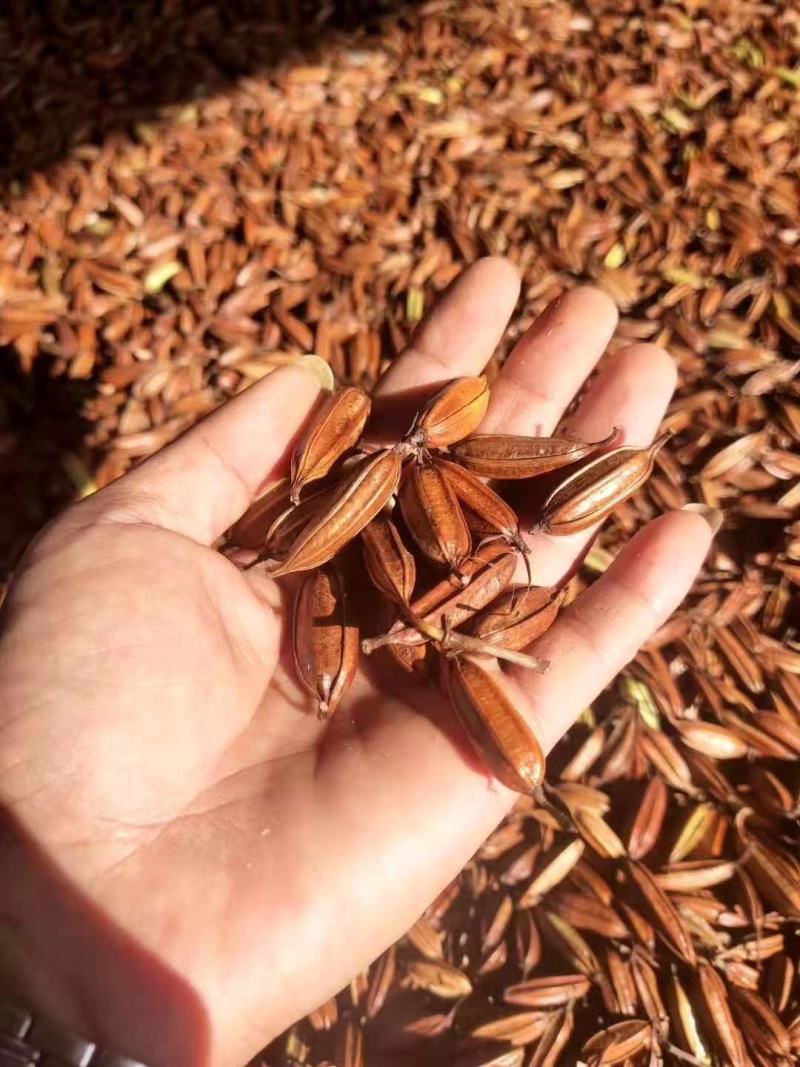 纯紫花三叉白芨粉末状季节性采摘提前定