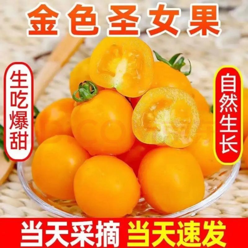黄色圣女果，产地一手货源，对接商超市场大型批发商，欢迎来