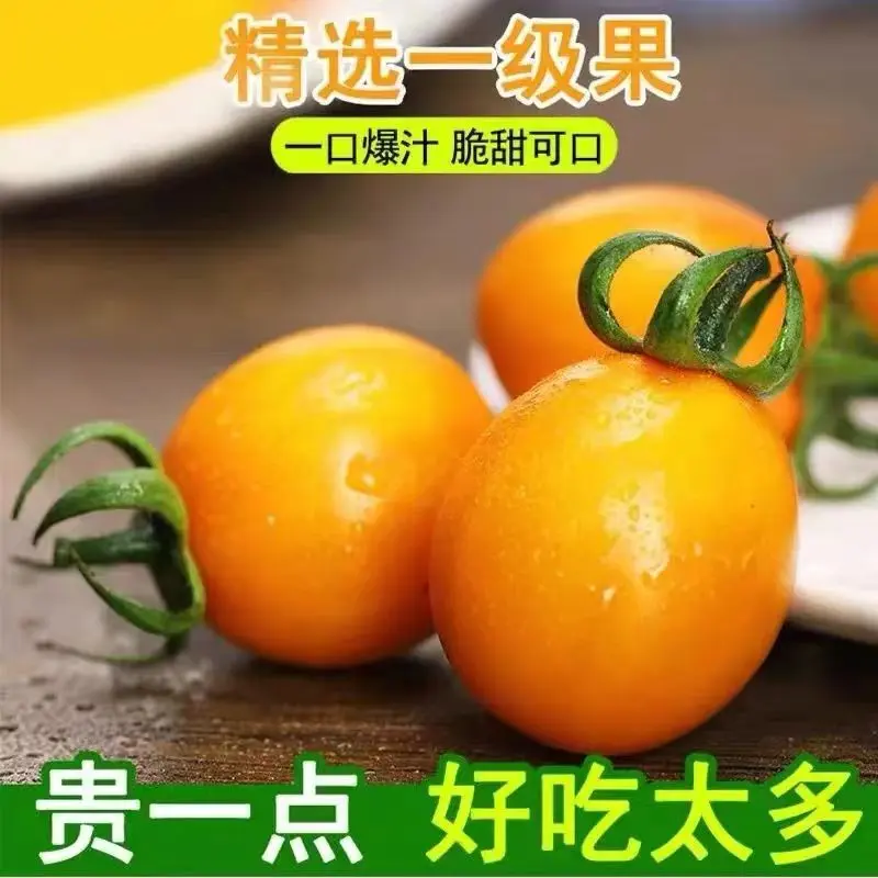 黄色圣女果，产地一手货源，对接商超市场大型批发商，欢迎来