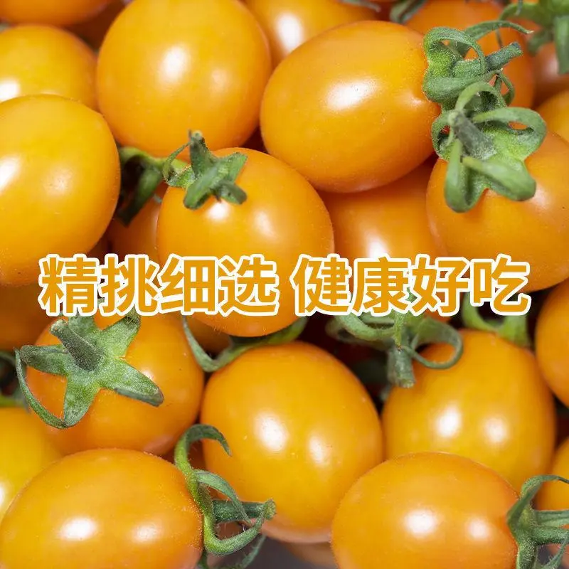 黄色圣女果，产地一手货源，对接商超市场大型批发商，欢迎来