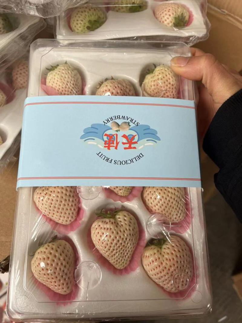 天使淡雪草莓白草莓精大量出质量保证靠谱货源批发！产地