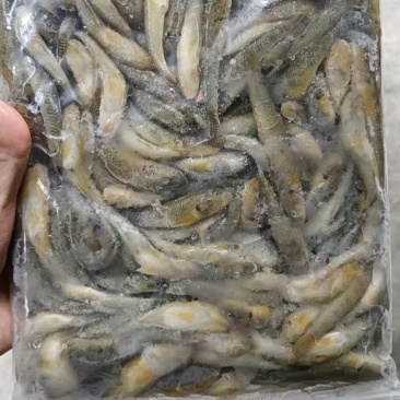 干货山坑鱼冻品批发，产地直销，大量合作洽谈