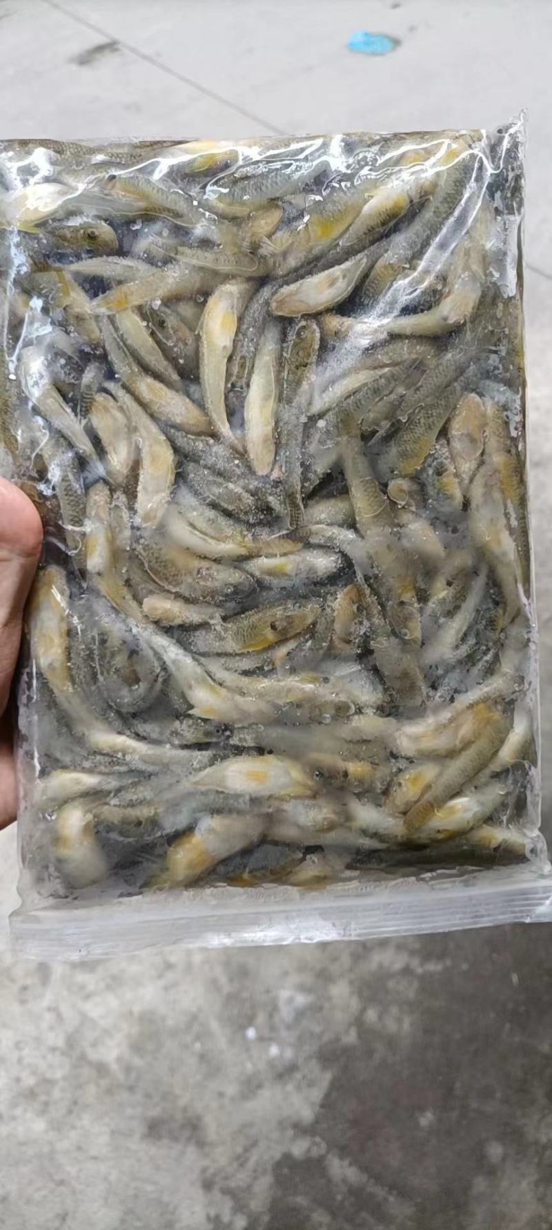 干货山坑鱼冻品批发，产地直销，大量合作洽谈