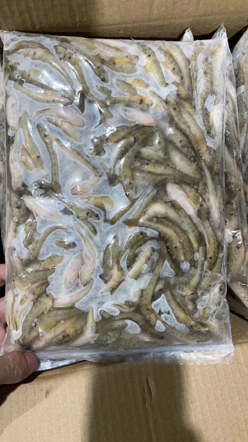 干货山坑鱼冻品批发，产地直销，大量合作洽谈