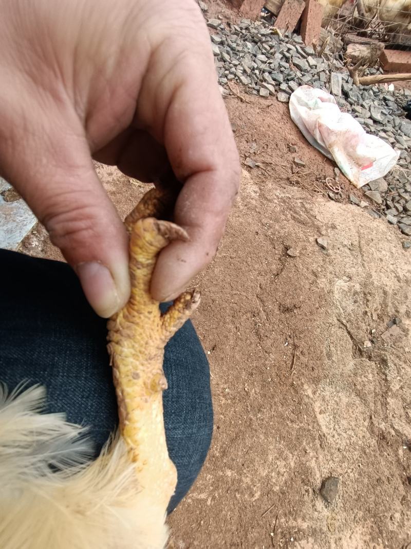 土鸡（十八个月）