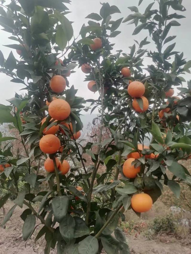纯甜沃柑，口感超甜，水分超足，果面干净，可以各地代发！！