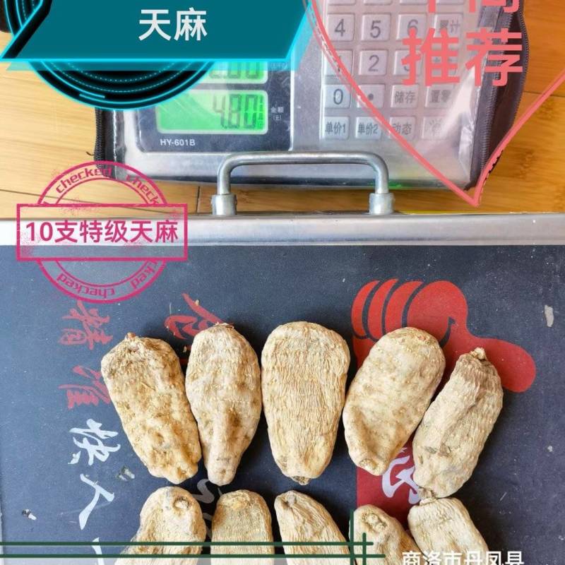 【特价促销，无硫短支甜味】秦岭高山天麻，品质保证