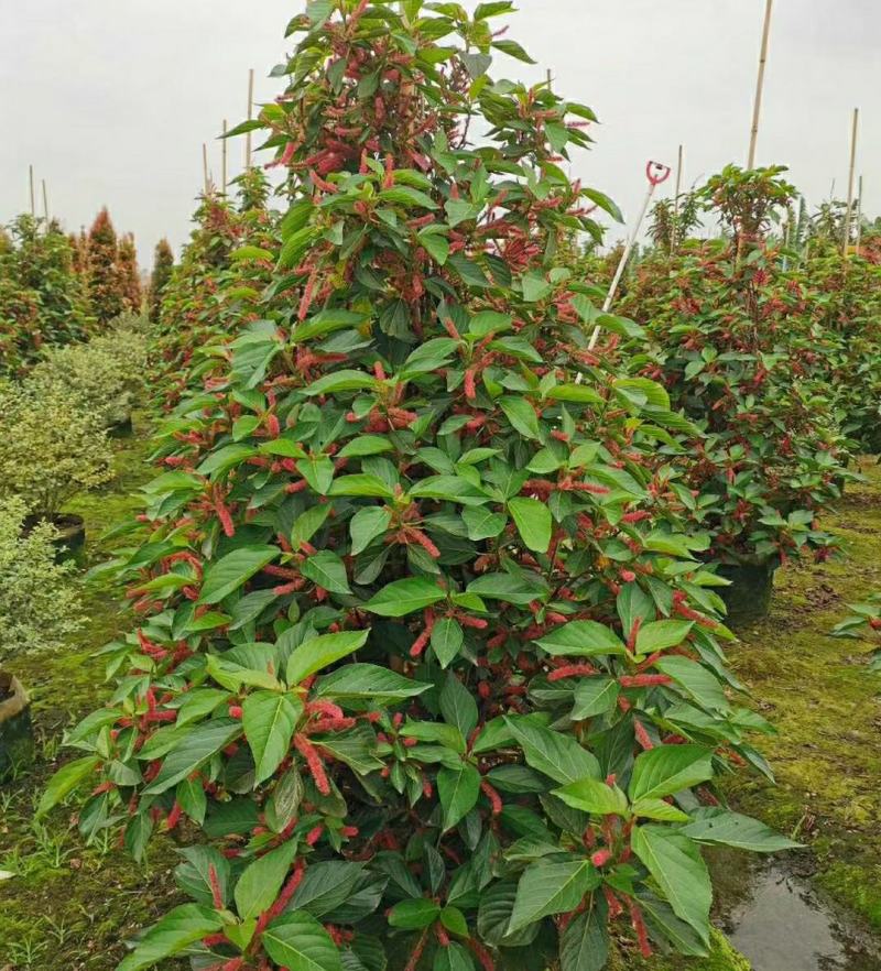 2302基地供应狗尾红1-2米高红穗铁苋菜盆栽袋