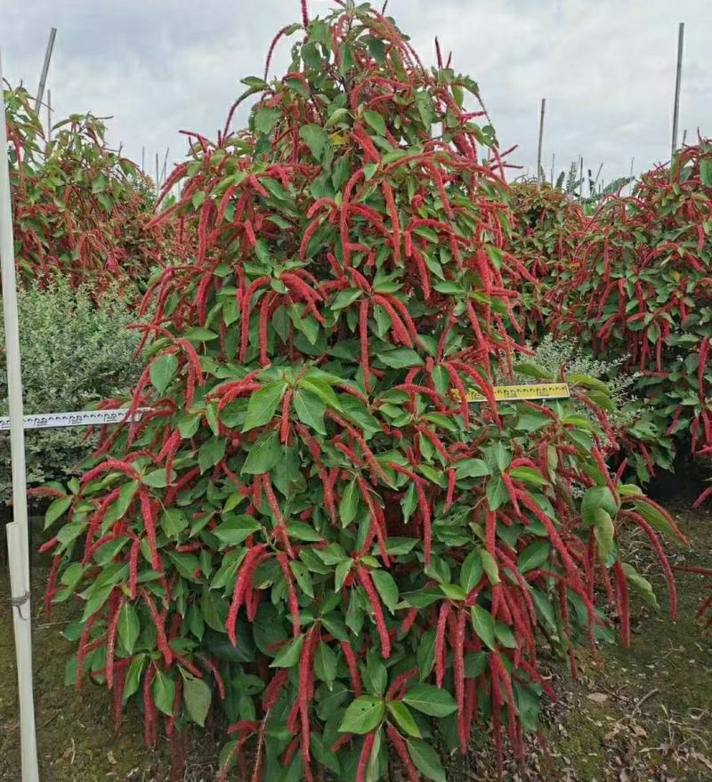 2302基地供应狗尾红1-2米高红穗铁苋菜盆栽袋