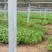 精选优质急性子种子、发芽🌱率高、免费提供技术、包回收