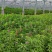 精选优质急性子种子、发芽🌱率高、免费提供技术、包回收