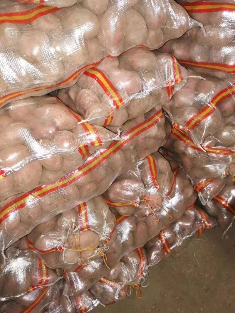 雪川红