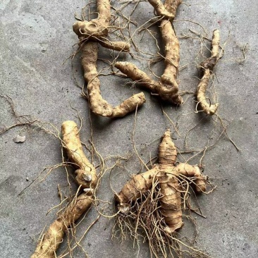 黄精