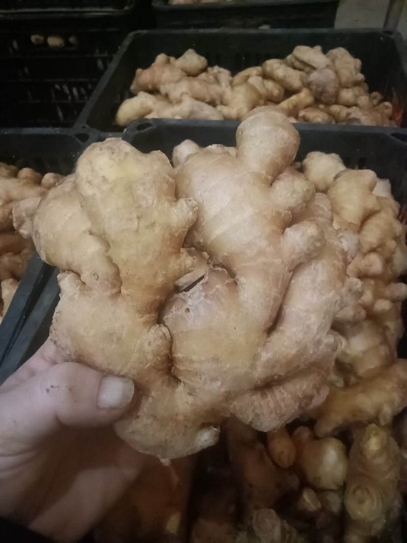 水洗大姜批发优质大姜产地品质好货源充足可大量发货