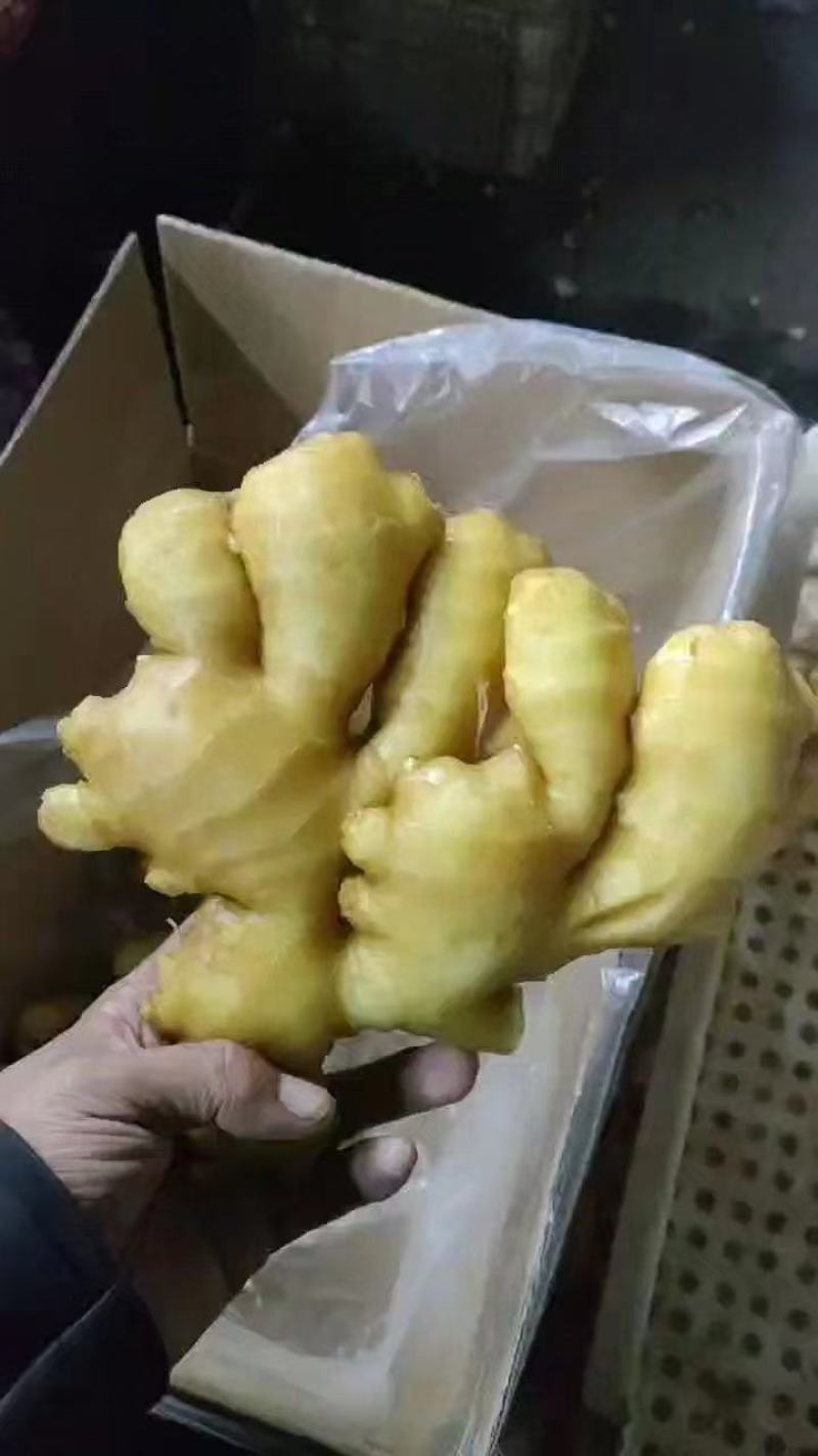 水洗大姜批发优质大姜产地品质好货源充足可大量发货