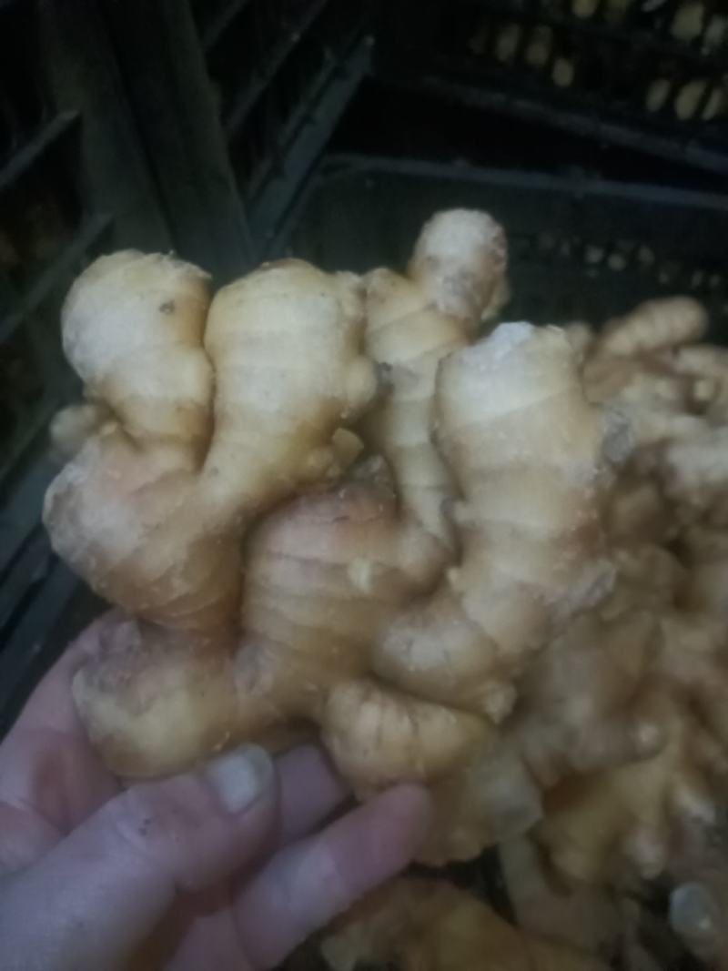 水洗大姜批发优质大姜产地品质好货源充足可大量发货