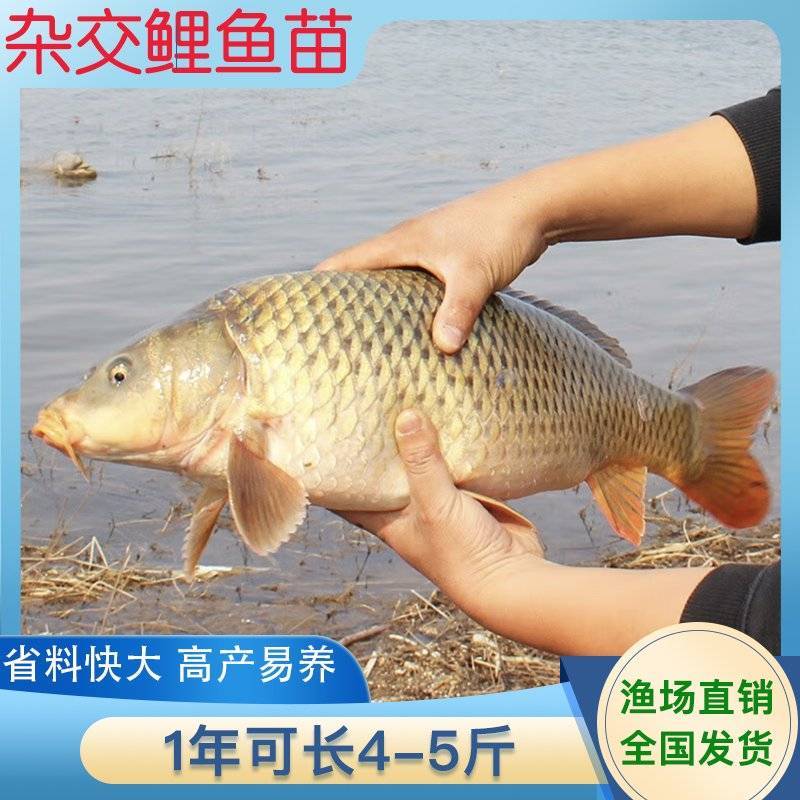 广东渔场直供快大抗病良种建鲤鲤鱼苗全国包邮发货技术指导
