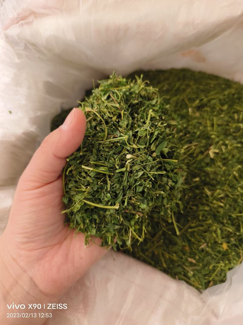 中药材相思叶相思茶新货颜色漂亮保证质量