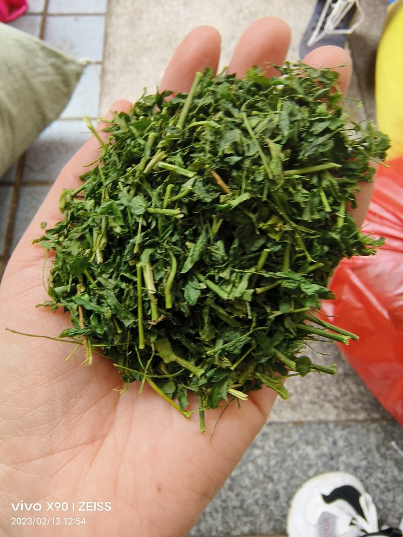中药材相思叶相思茶新货颜色漂亮保证质量
