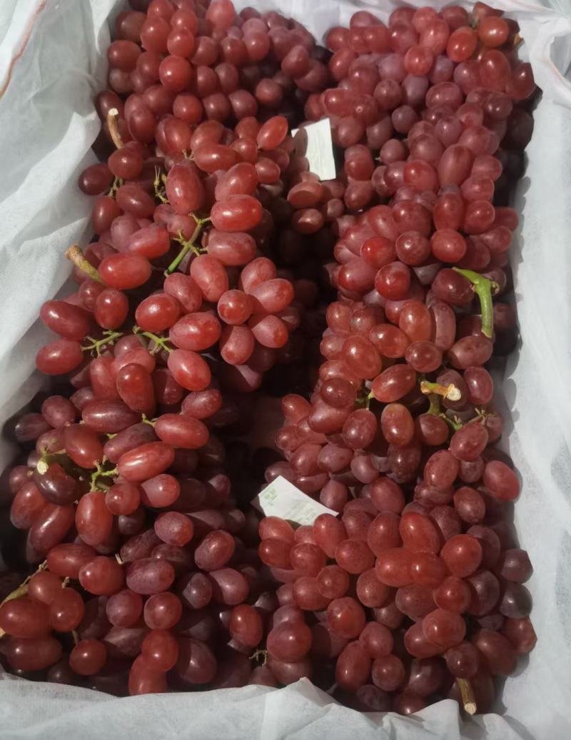 精品克伦生，全红优质葡萄，纯甜无核，来自九朵商贸的礼物