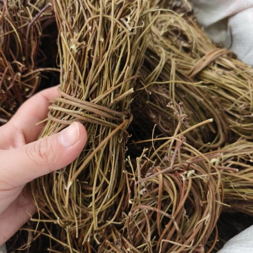 中药材鸡骨草新货保证质量量大优惠