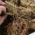 中药材鸡骨草新货保证质量量大优惠