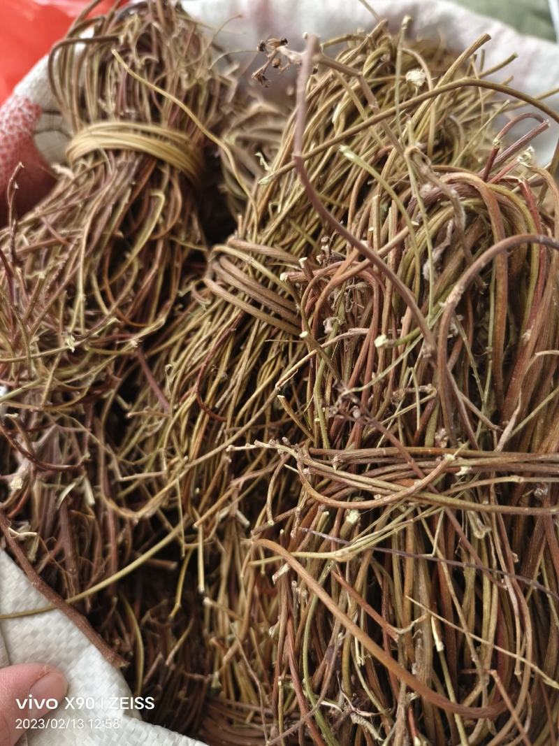 中药材鸡骨草新货保证质量量大优惠