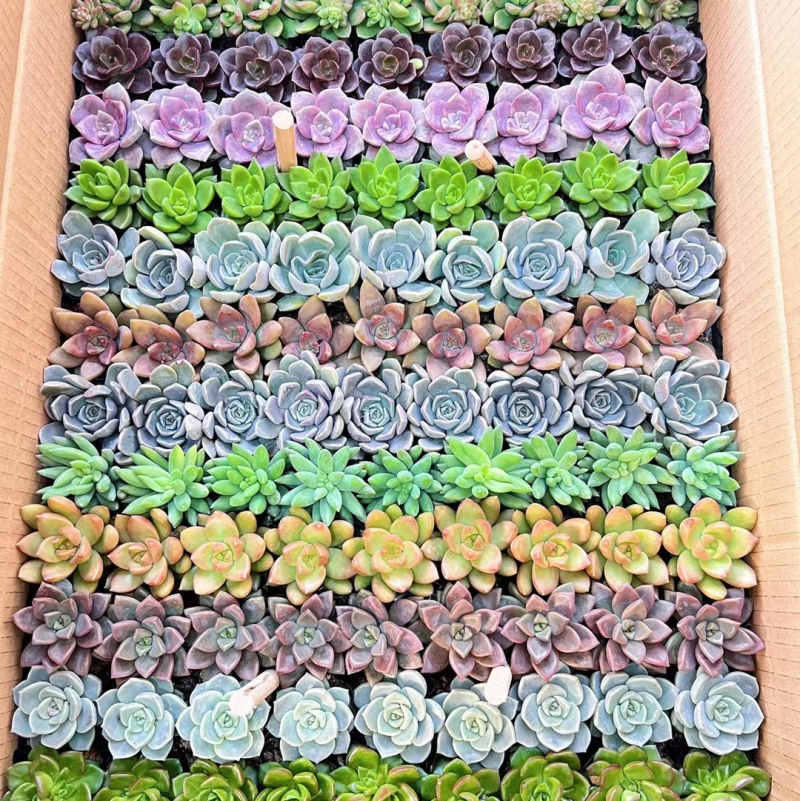 精致十三色多肉，品种多样，货非常漂亮，