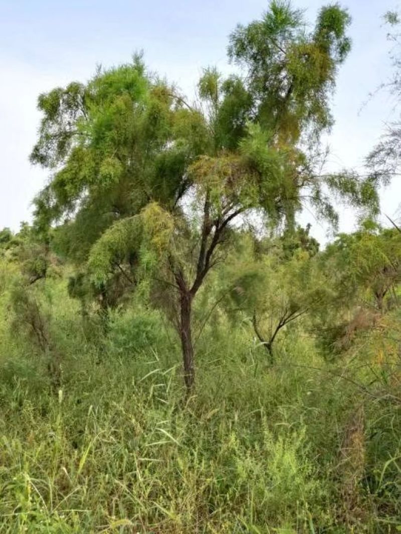 盐松基地，规格齐全，量大质优价廉，服务周到，成活率高。