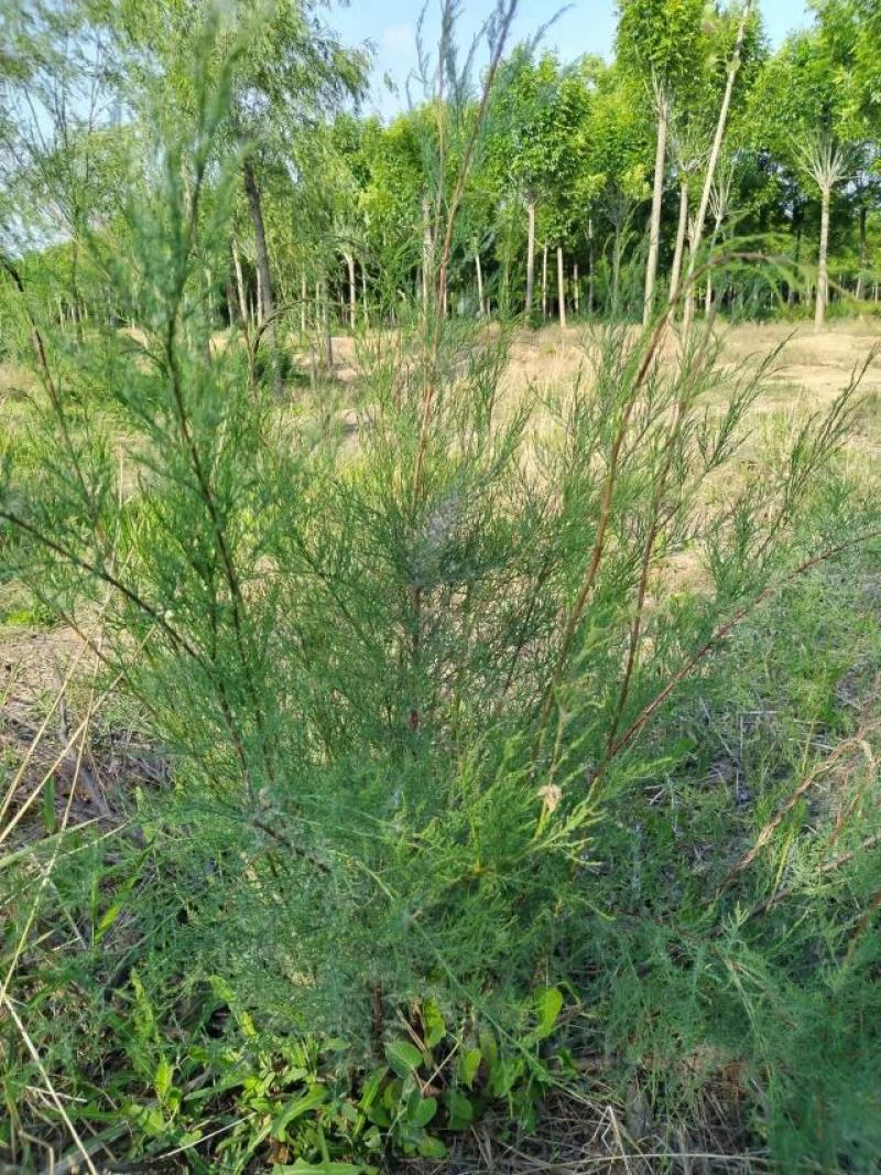 盐松基地，规格齐全，量大质优价廉，服务周到，成活率高。