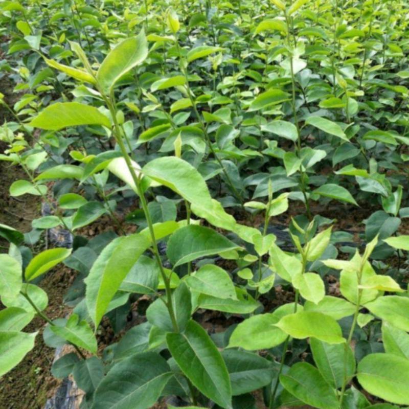 梨树