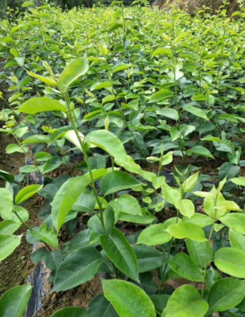 梨树