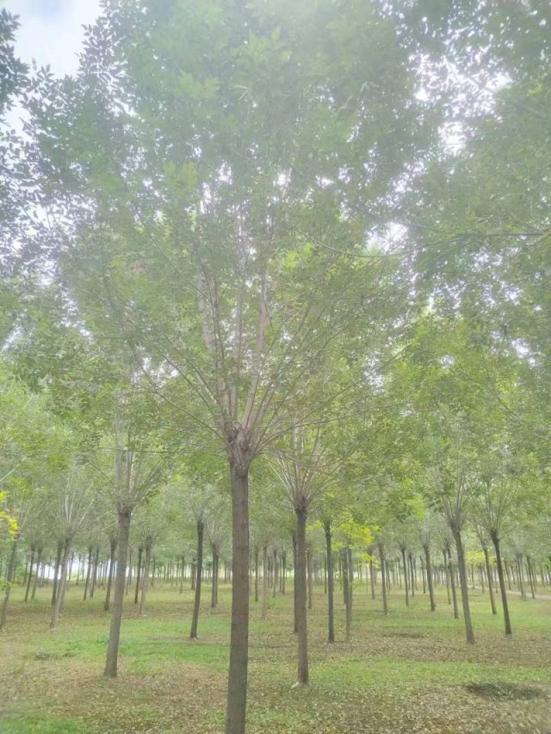 白蜡种苗白蜡树苗木好存活基地直供品种多样欢迎来电咨询选购